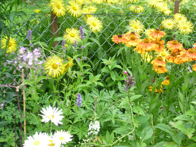 Victoria | Bluebird Gardening